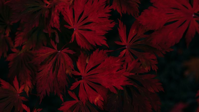 leaves, red, black, dark, plant, 4k