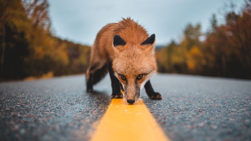 fox, asphalt, markup, sniff, curiosity, wildlife, 4k