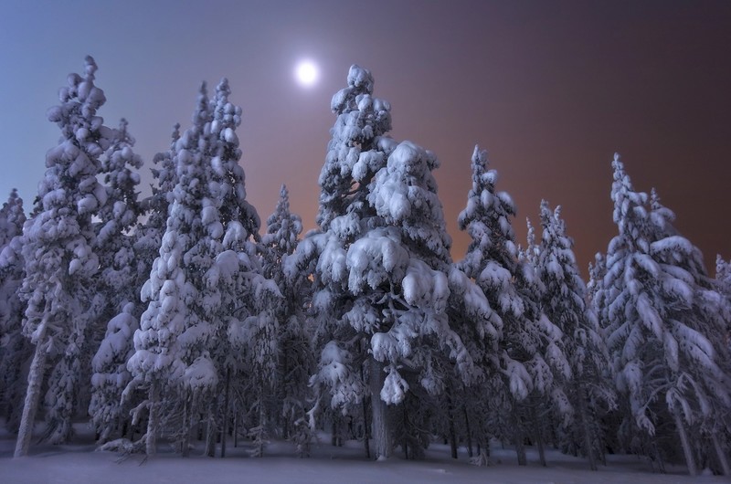 dark, trees, winter, snow