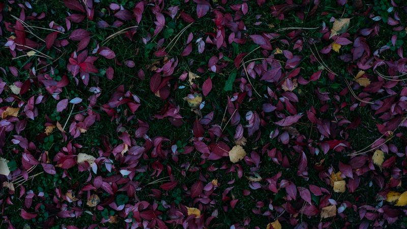 leaves, autumn, grass, fallen, autumn colors, 4k