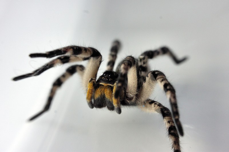 spider, animals, macro
