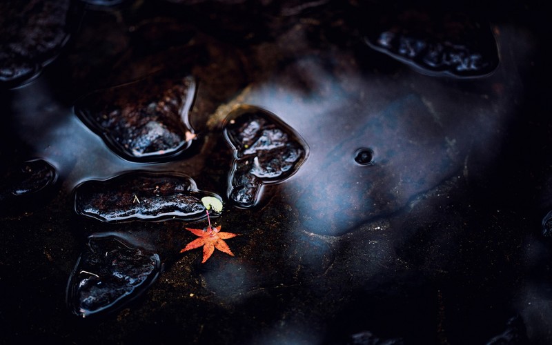 nature, fallen leaves, dark, water, wet, rocks, leaves