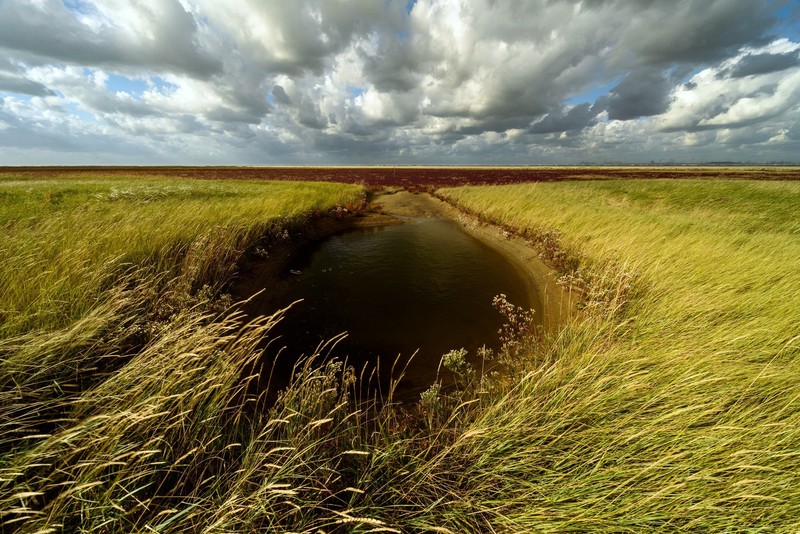 sky, field, plants, clouds, landscape