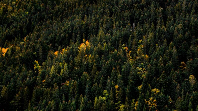 trees, aerial view, forest, autumn, tops, 4k