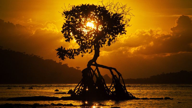 tree, sunset, roots, shore, bali, 4k