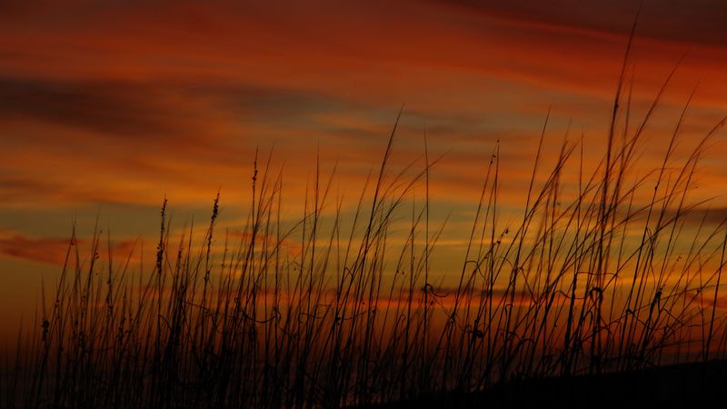 grass, sunset, sky, sea oats, 4k