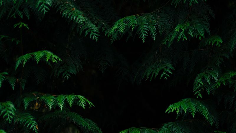 leaves, plant, dark, carved, branches, 4k