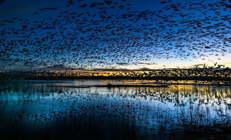 nature, dark, water, birds, animals