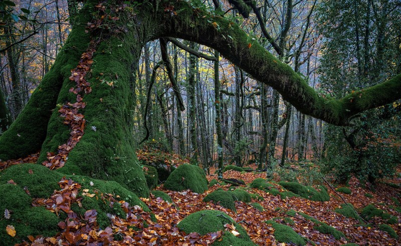 nature, trees, plants, outdoors