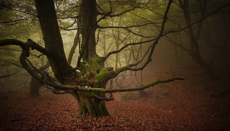 trees, nature, plants, outdoors, moss, mist