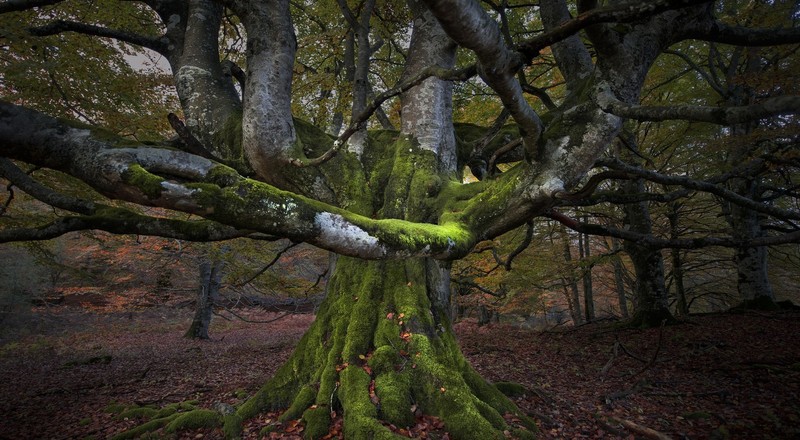 trees, nature, plants, outdoors, moss