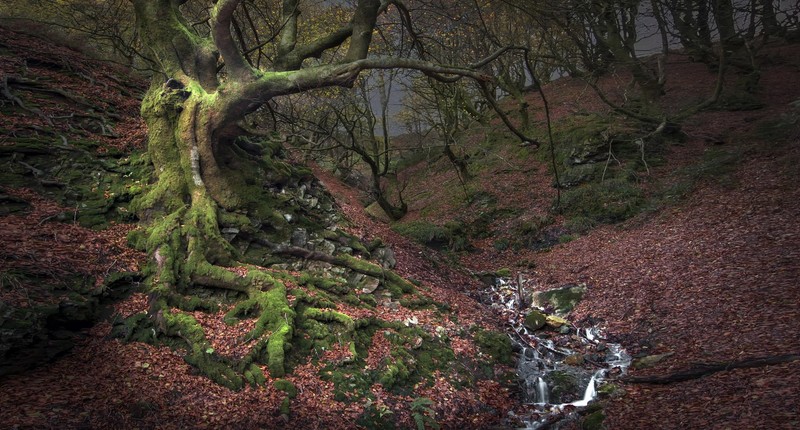 nature, trees, plants, outdoors