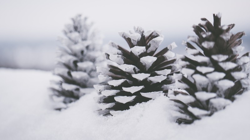 nature, landscape, winter, snow, cold, monochrome, pine cones, depth of field, closeup