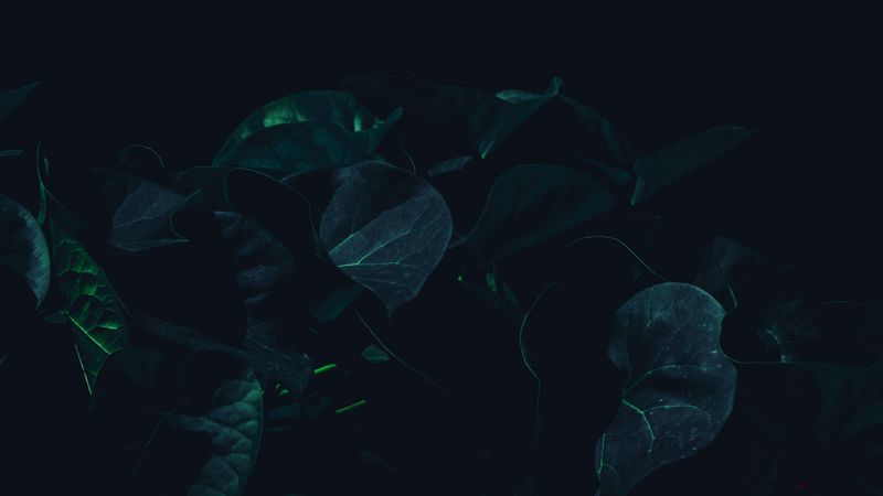 leaves, plant, dark, green, shade, 4k