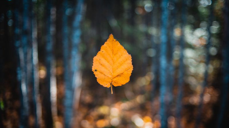 leaf, autumn, levitation, blur, 4k