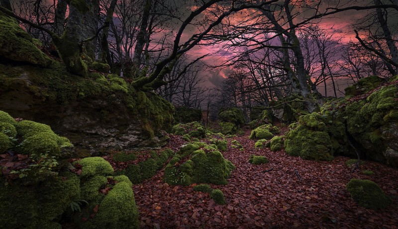 nature, dark, trees, plants