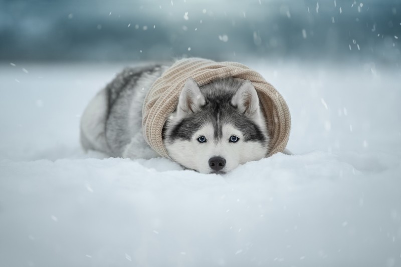 dog, winter, cold, snow, animals, good boy