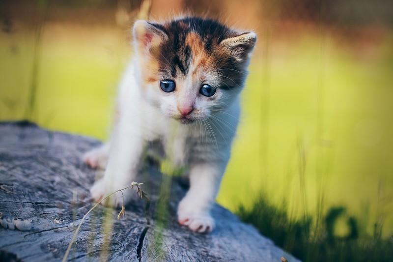 cats, blue eyes, outdoors, kittens, animals