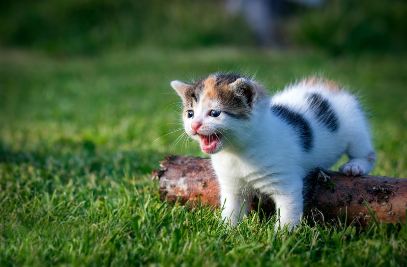 kittens, grass, outdoors, cats, animals