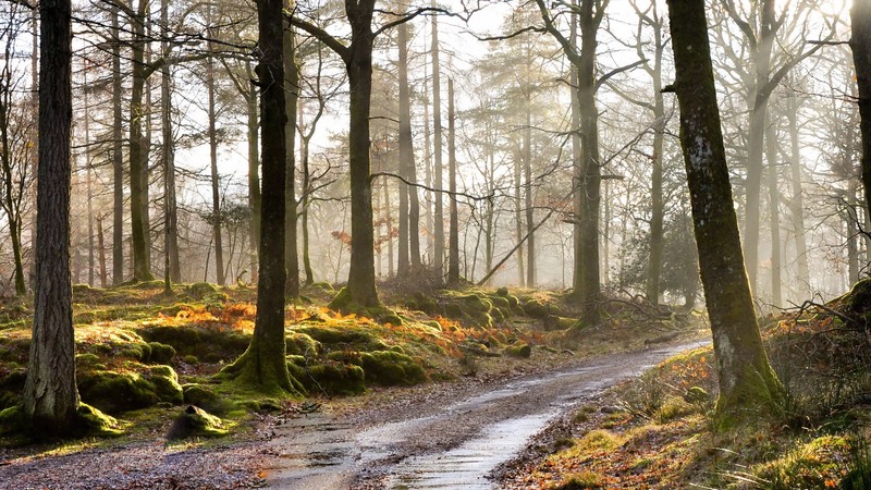 forest, trees, fall, dirt road, wet, mist