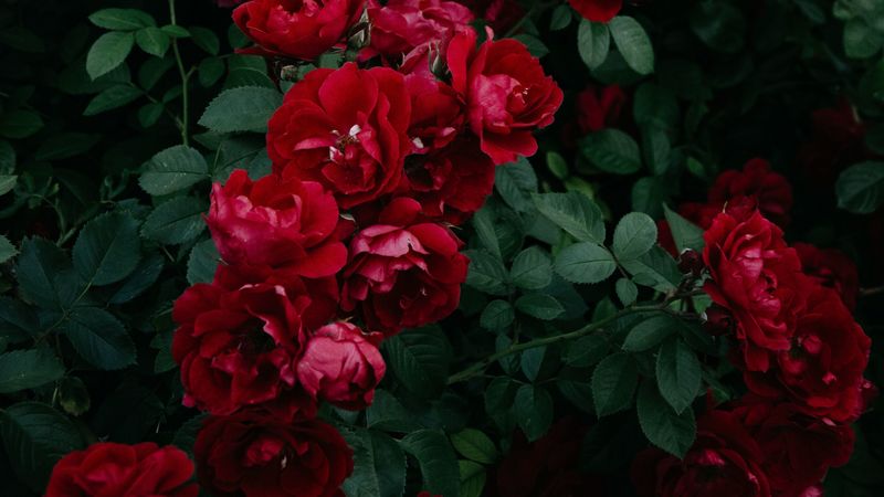 roses, bush, garden, bud, red, bloom, leaves, 4k