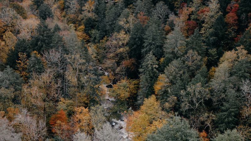 trees, aerial view, autumn, colors of autumn, tops, 4k