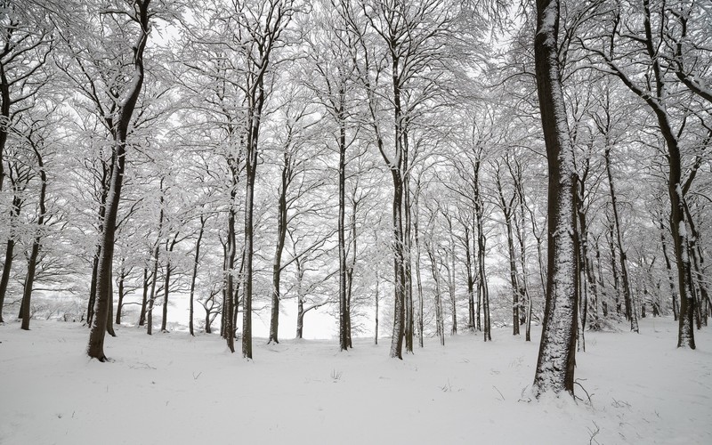 nature, winter, snow, forest, trees, white