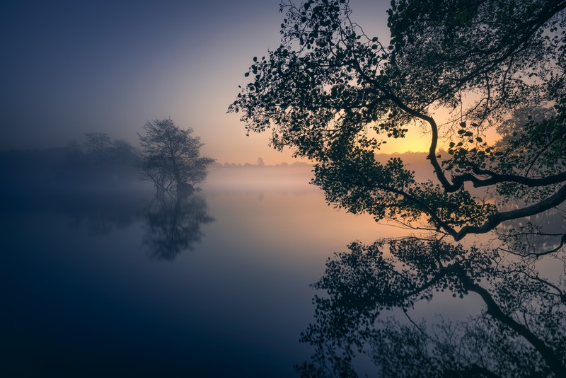 nature, lake, mist, morning, calm waters, reflection, branch, calm, trees