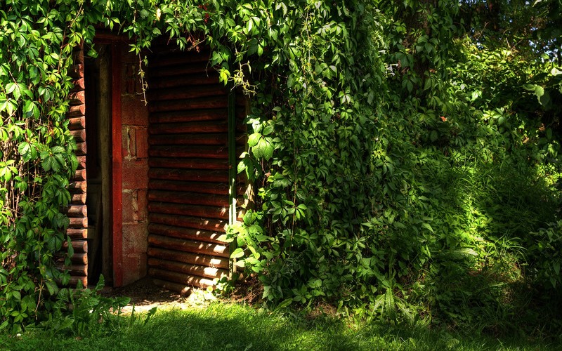 nature, green, plants, dappled sunlight, grass, door