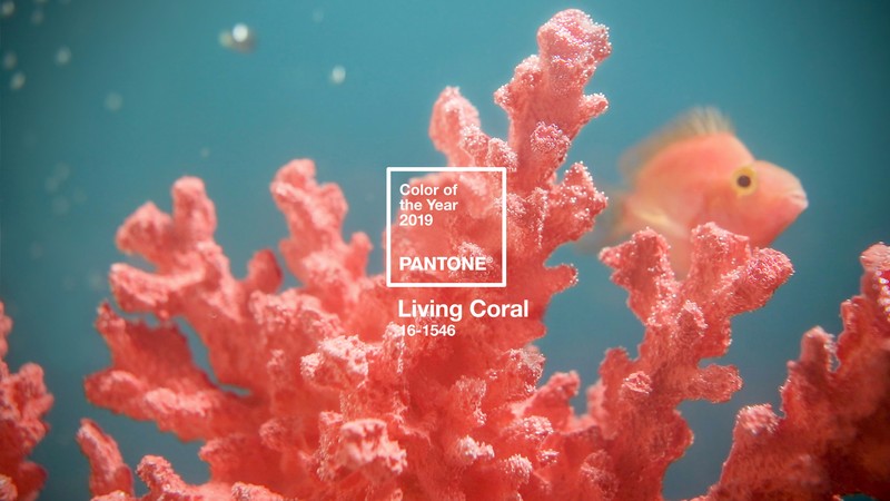 colorful, pink, coral, nature, logo, color codes