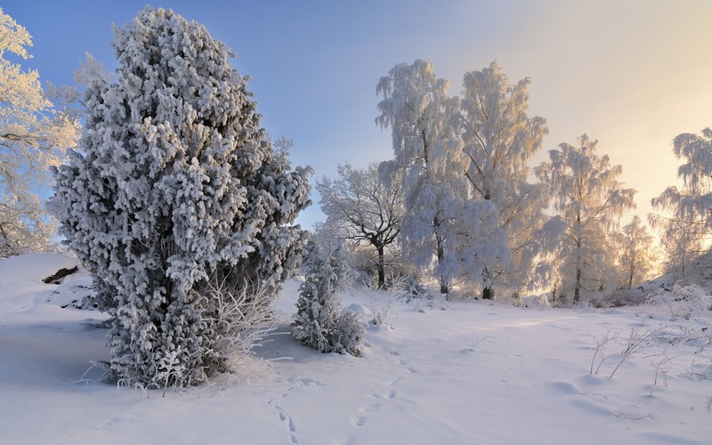 nature, winter, snow, calm, trees, sky