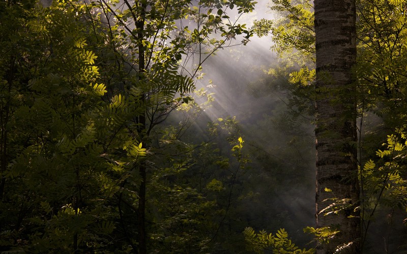 nature, deep forest, forest, sun rays, mist, foliage, dappled sunlight