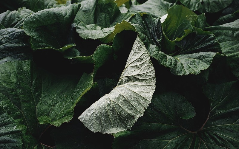 nature, leaves, green, plants, water drops, closeup