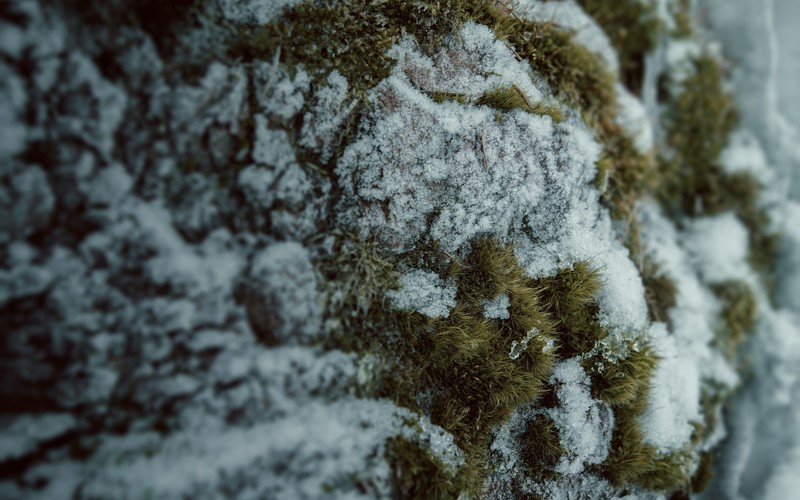 macro, moss, snow, nature, winter