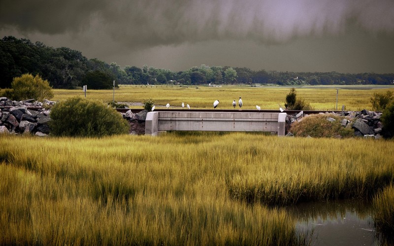 nature, overcast, birds, grass, swamp, plants
