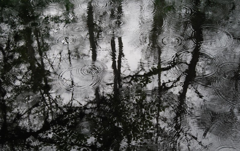 water, reflection, rain, ripples, trees