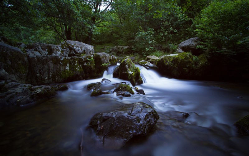 nature, river, wet, rocks, forest, moss