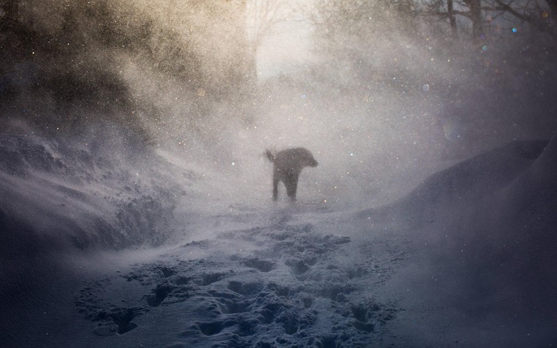 dog, pet, animals, silhouette, snowing, winter, snow