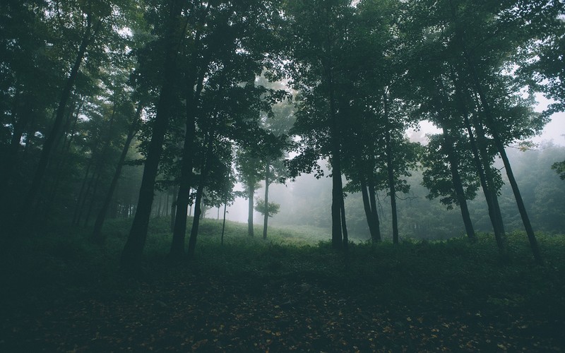nature, forest, green, mist, hills, trees, landscape