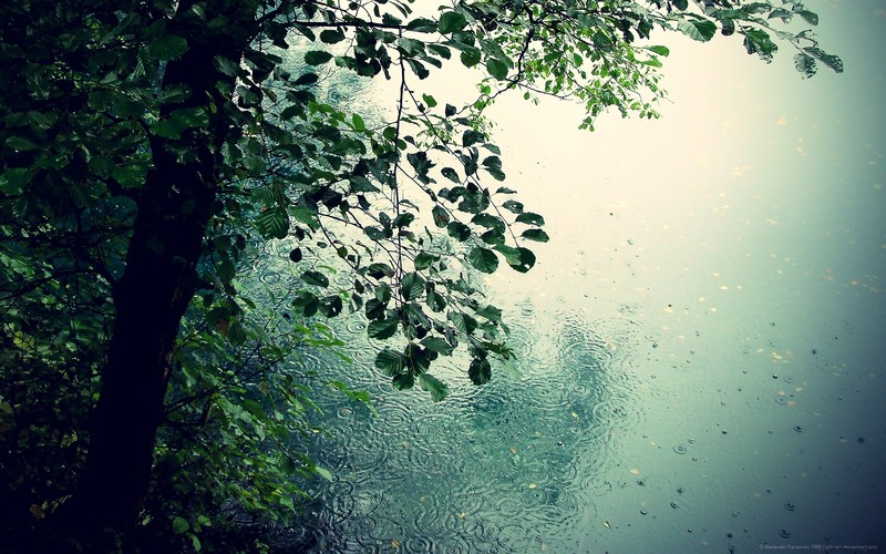 nature, rain, ripples, trees, green, water, wet, landscape