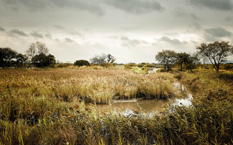 nature, landscape, overcast, swamp, grass, river, gloomy, trees, brown