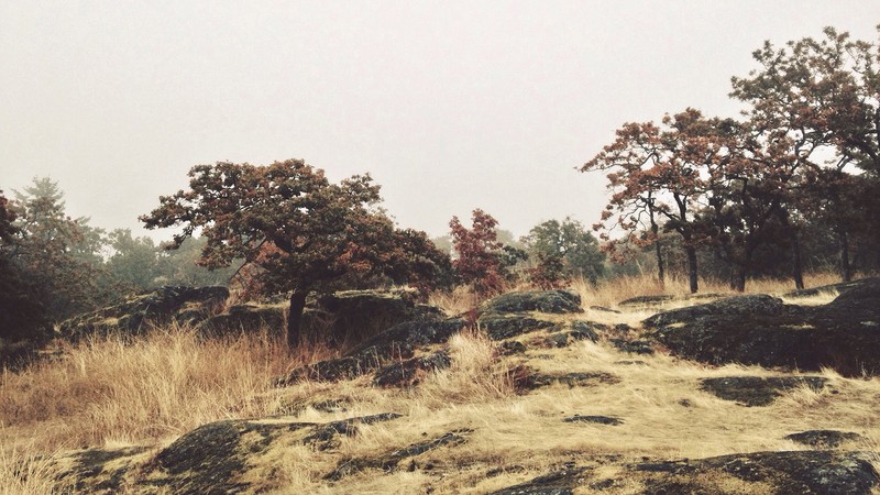 fall, overcast, grass, rocks, trees, nature