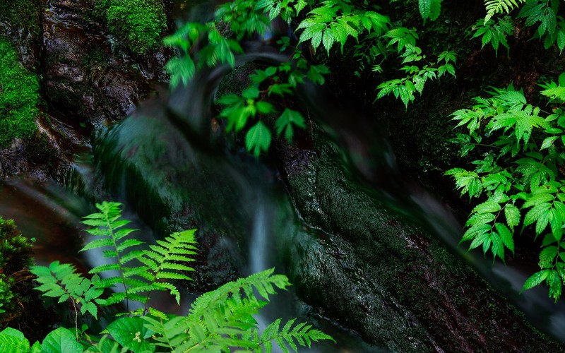 stream, green, leaves, ferns, wet, top view, moss, nature