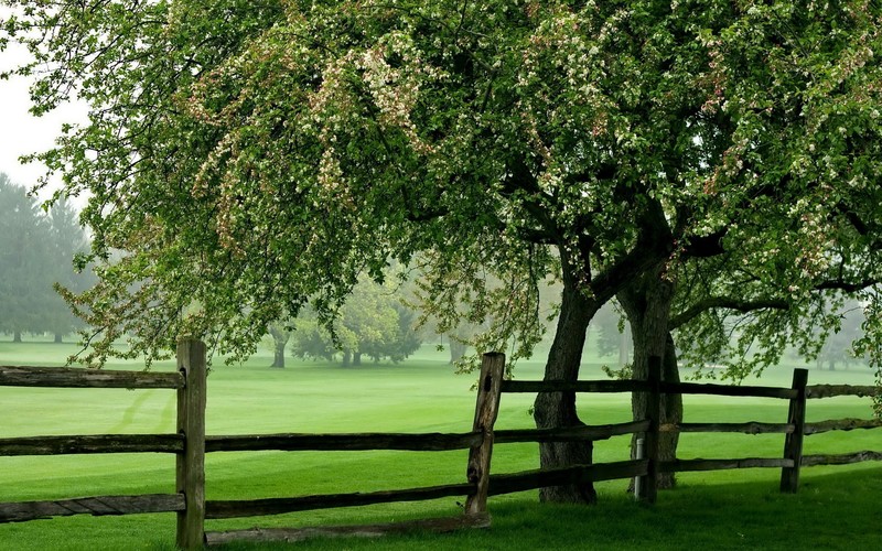 park, trees, green, fence, grass, dew