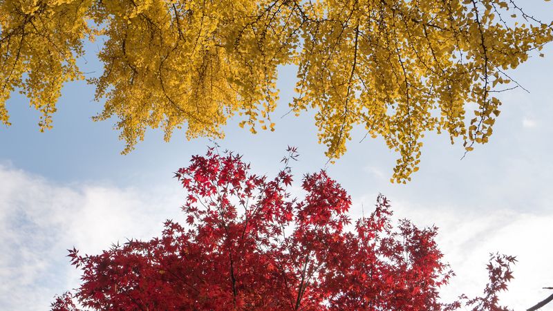 trees, autumn, fall colors, foliage, 4k
