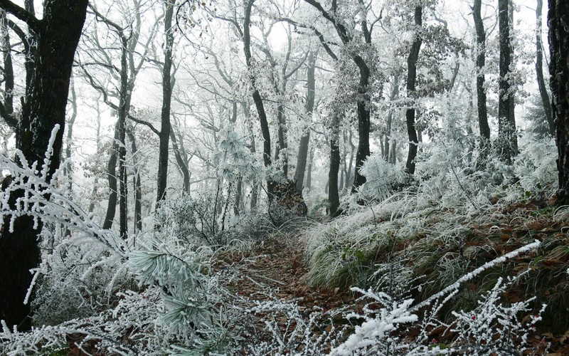 nature, forest, frost, winter, mist, trees