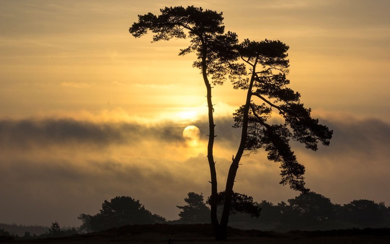 nature, yellow, Sun, evening, silhouette, trees, clouds, calm, landscape