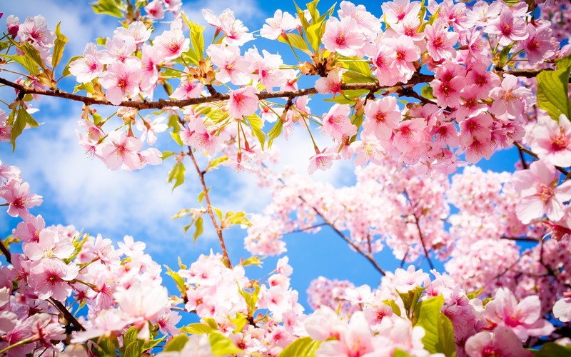 cherry blossom, sky, plants, twigs, vibrant, pink