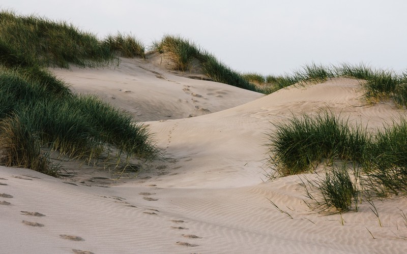 nature, sand, grass, shrubs, outdoors, plants