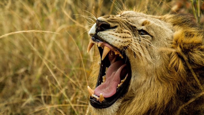 lion, grin, fangs, predator, muzzle, evil, 4k